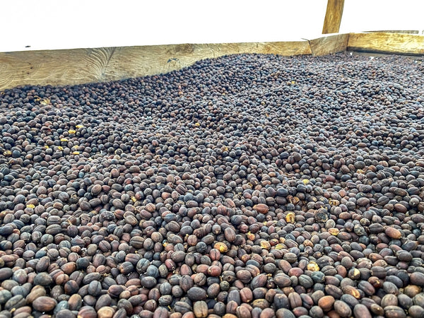 Uganda Bukonzo, Wugar, Mt. Rwenzori, økologisk kaffe